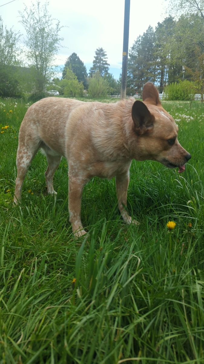 Athletic and loyal male red heeler ready for a home!