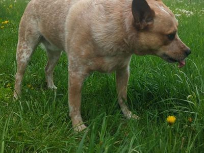 Athletic and loyal male red heeler ready for a home!