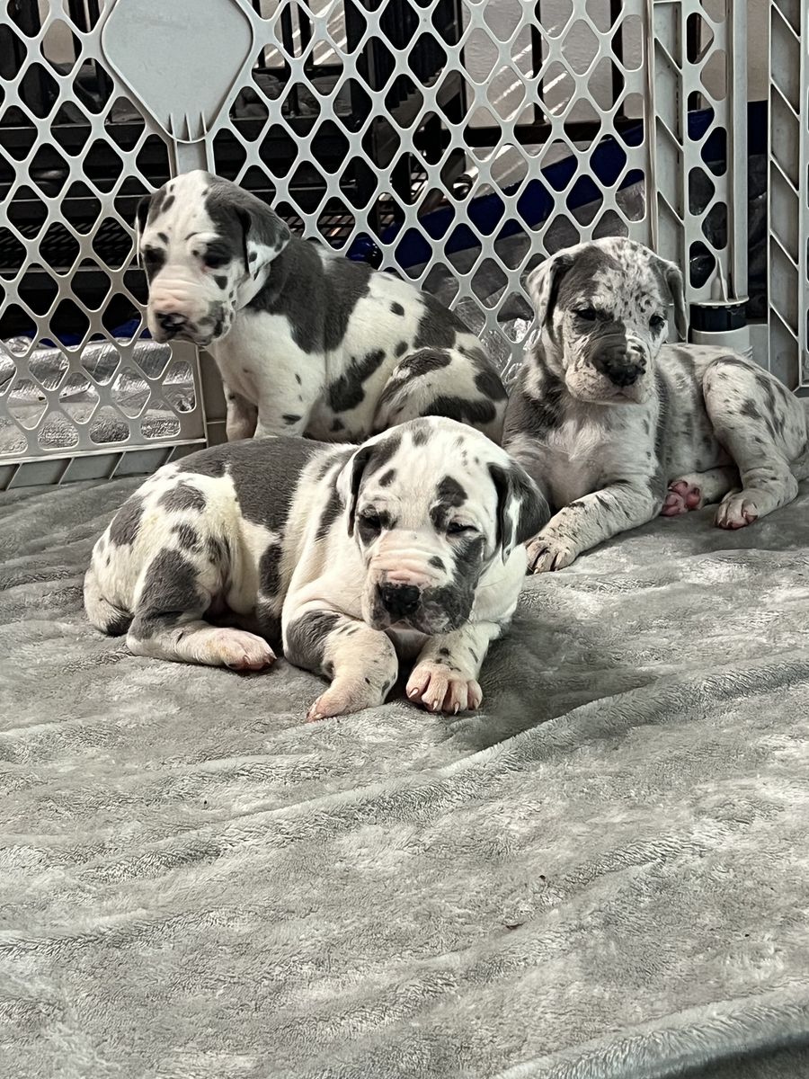 BIG Gorgeous Great Dane Puppies! 