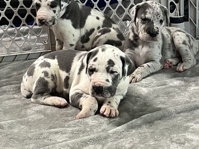 BIG Gorgeous Great Dane Puppies!