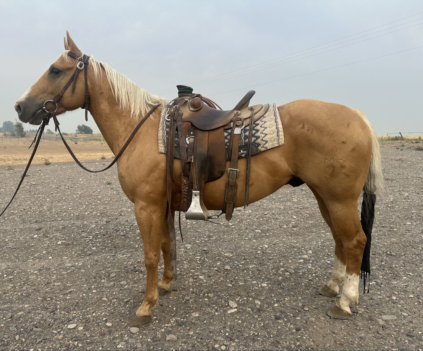 5 yr old AQHA palomino gelding