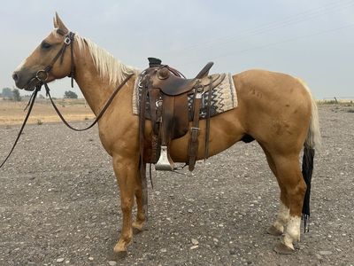 5 yr old AQHA palomino gelding