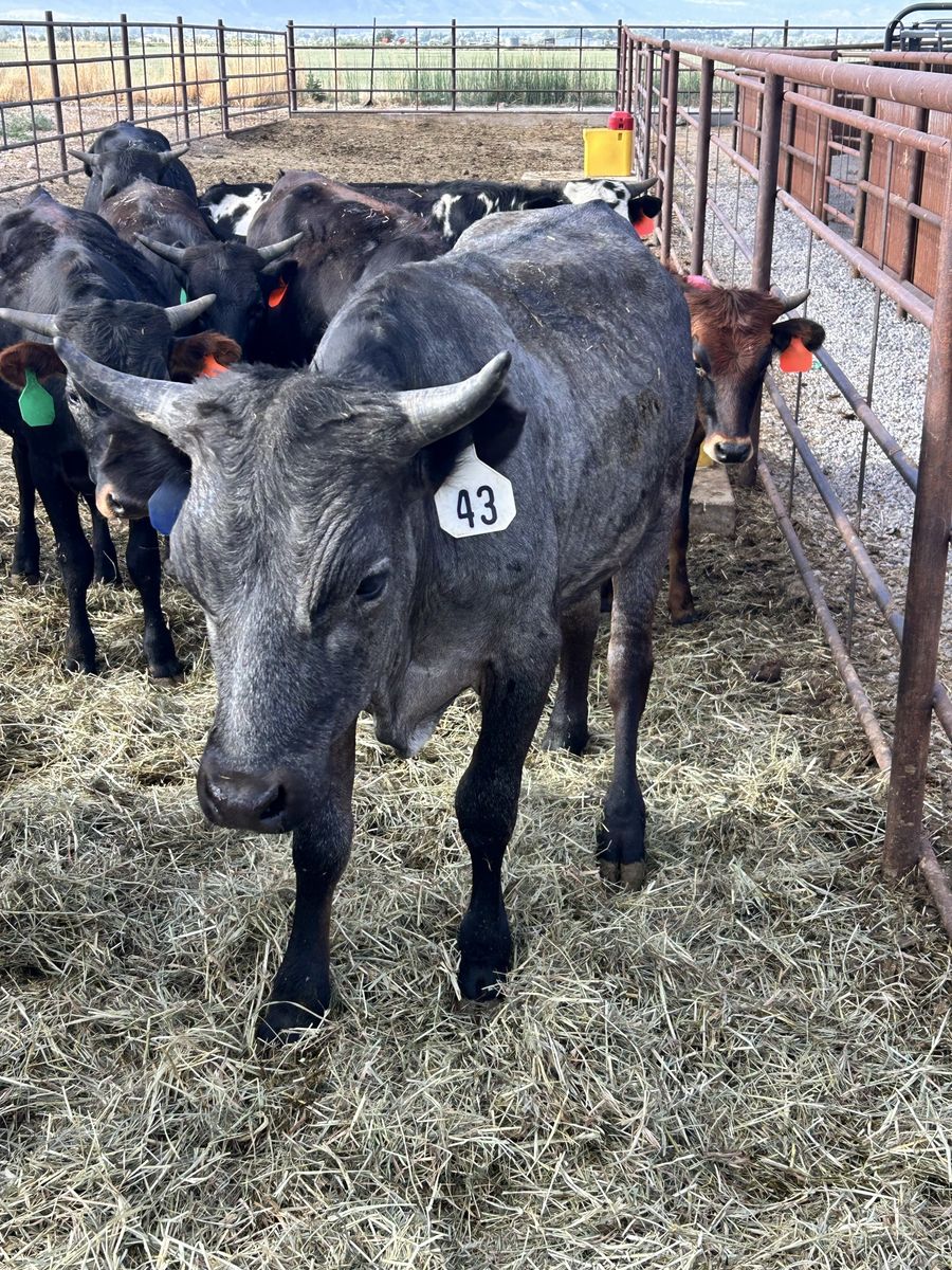 Steer