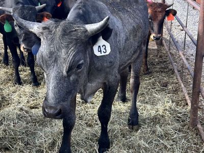 Steer
