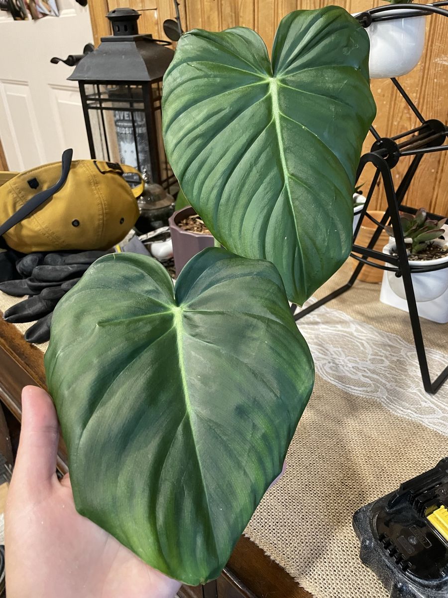 Philodendron DeanMcdowell