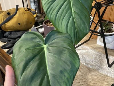 Philodendron DeanMcdowell