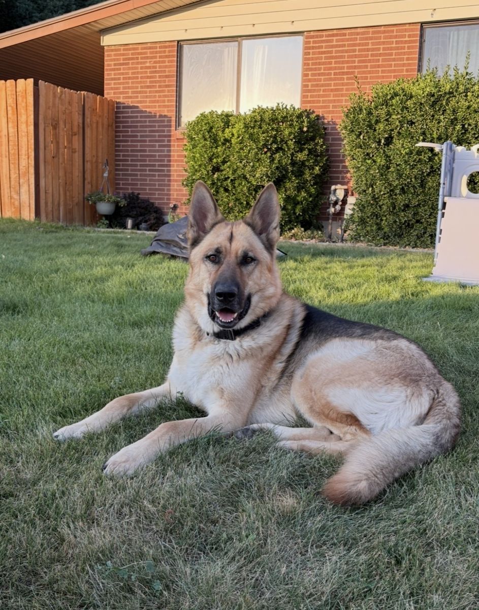 German Shepherd Dog - Loyal, Intelligent, Family-Friendly Companion