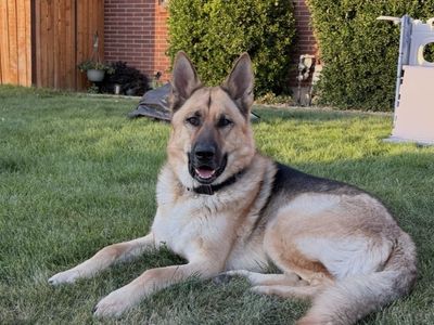 German Shepherd Dog - Loyal, Intelligent, Family-Friendly Companion