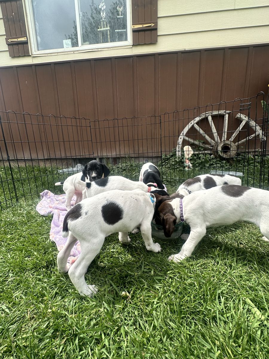 German Shorthaired Pointer (GSP) Puppies