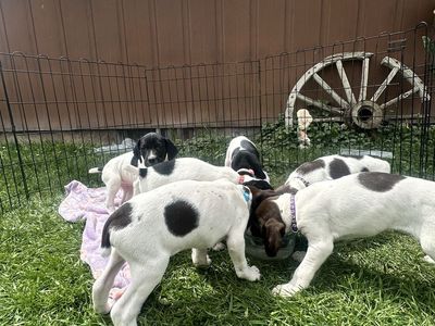 German Shorthaired Pointer (GSP) Puppies