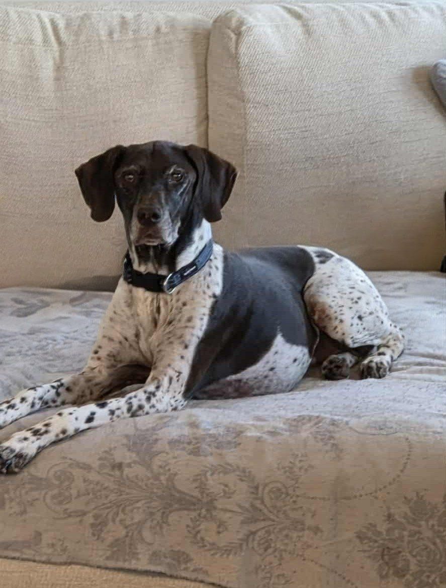 Older dog