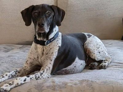 Older dog