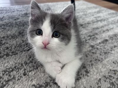 12 Week Old Male Polydactyl Kitten