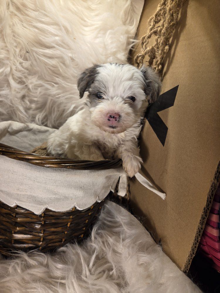 yorkiepoo puppies
