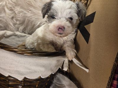 yorkiepoo puppies