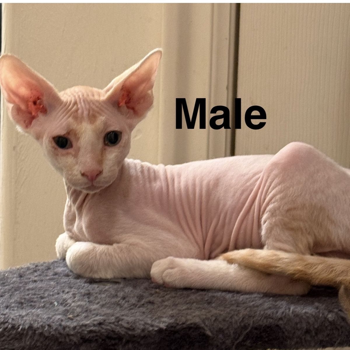 Sphynx kittens