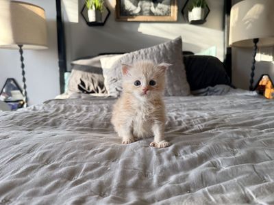 Polydactyle European Maine Coon Kittens