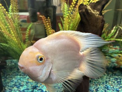 Blood Parrot Cichlid