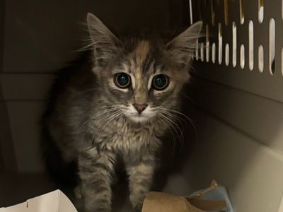 Hello my name is Stardust