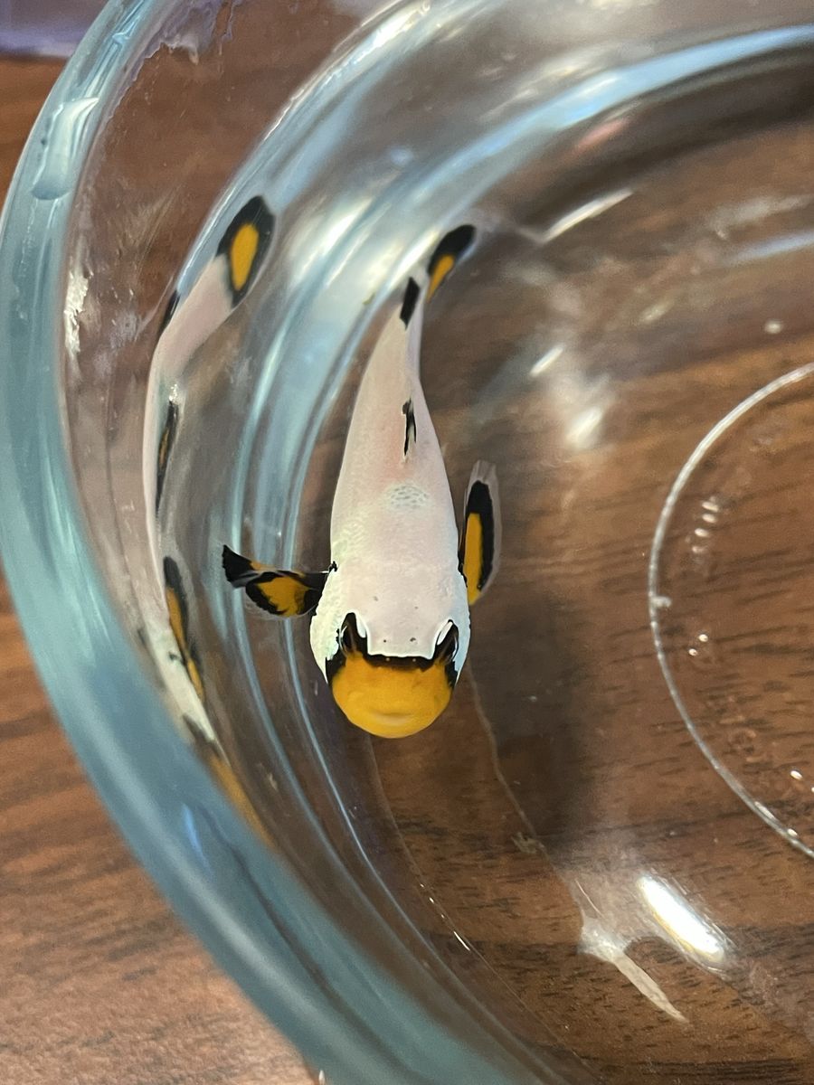 Frost bite clownfish for sale!