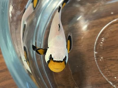 Frost bite clownfish for sale!