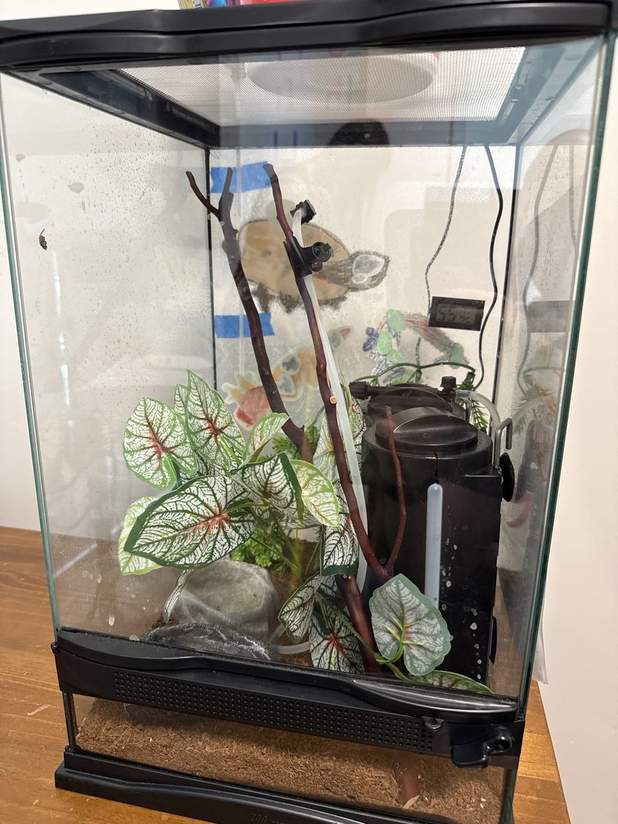 Full Setup Crested Gecko 1 year old Female