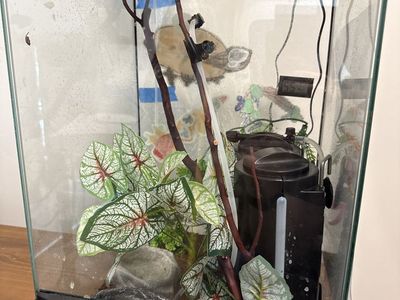 Full Setup Crested Gecko 1 year old Female