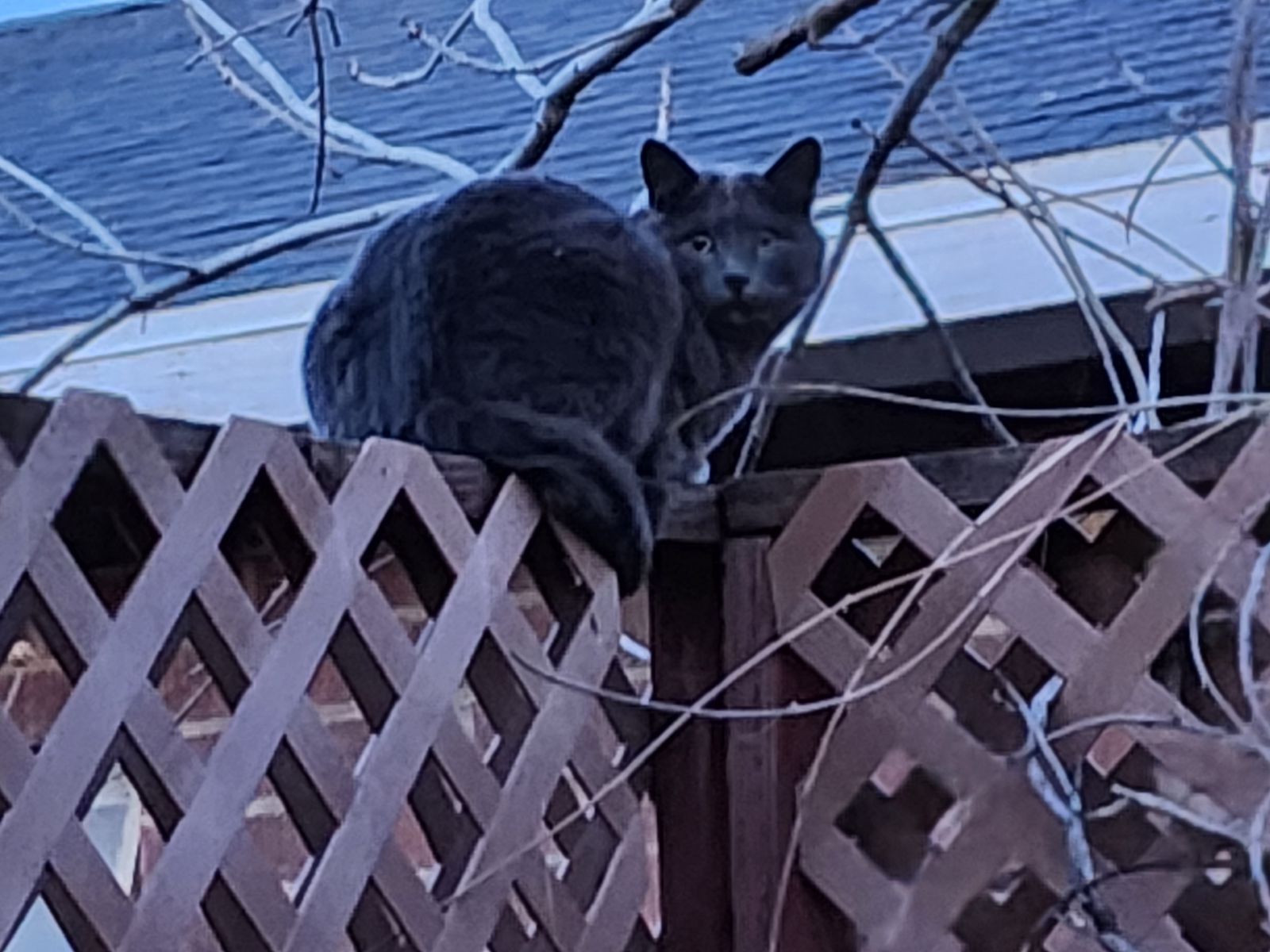 Found cat