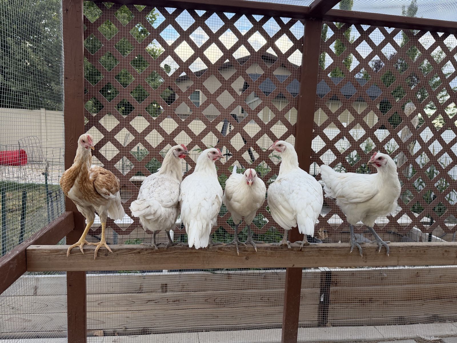 14wo Chicken Pullets and Cockerels, American Bresse and Indio Gigante Barnyard mix and laying hens