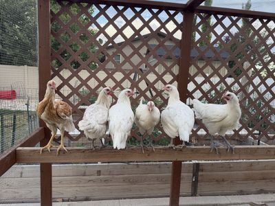 14wo Chicken Pullets and Cockerels, American Bresse and Indio Gigante Barnyard mix and laying hens