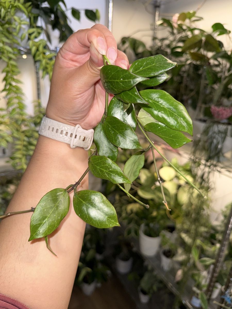 Hoya 'Sunrise' - Plant