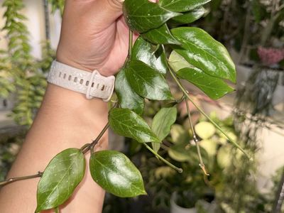 Hoya 'Sunrise' - Plant