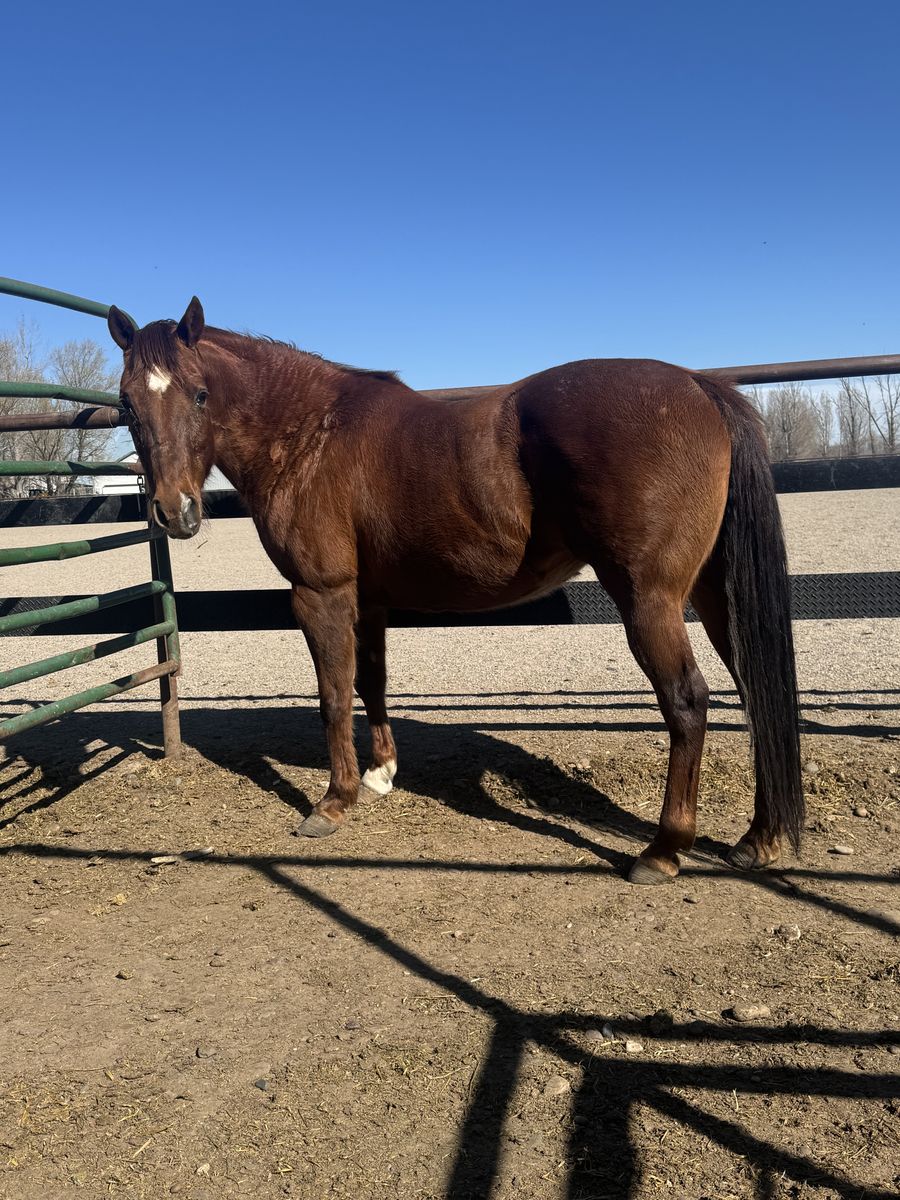 AQHA Broodmare Chestnut