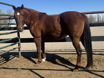 AQHA Broodmare Chestnut