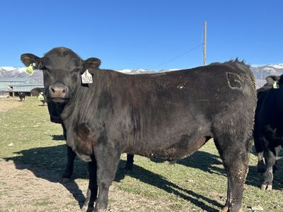 Black And Red Angus Bulls