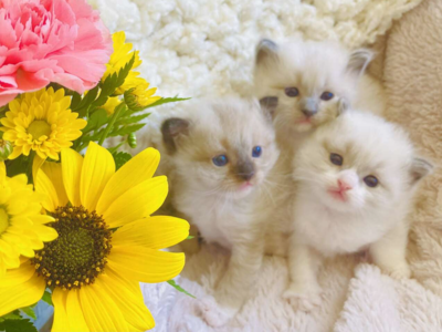 PUREBRED RAGDOLL Teacup size Kittens--SUPER SWEET LOYAL TEMPERMENTS-- SUPER FLUFFY/FLOPPY, shed less/less allergenic!