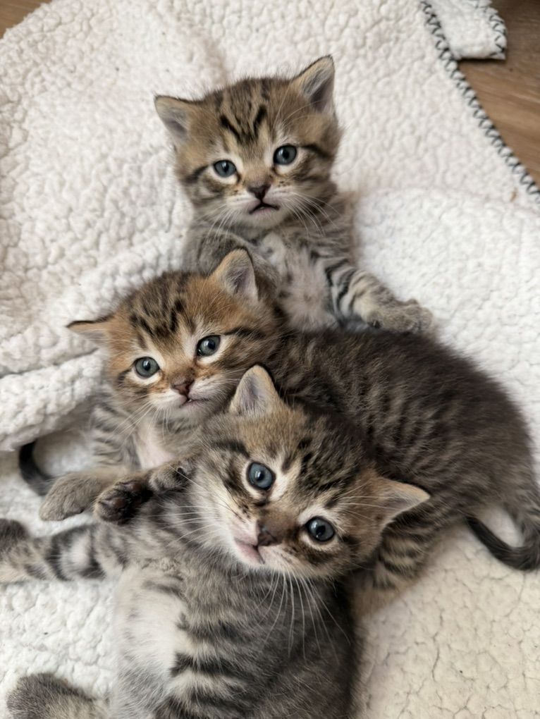 Half Ragdoll kittens