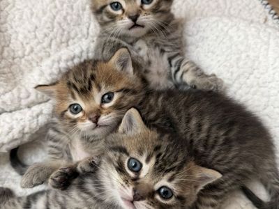 Half Ragdoll kittens
