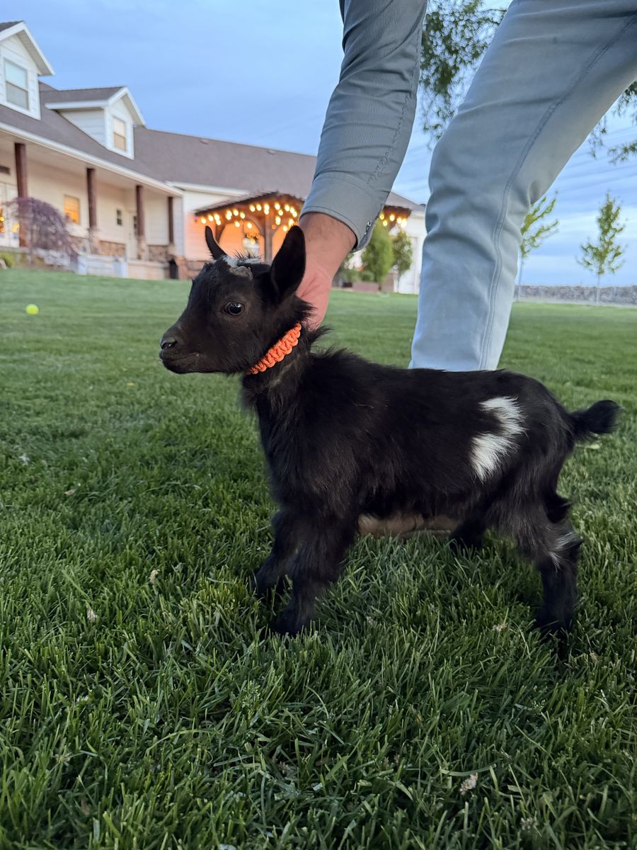 Nigerian Dwarf Baby Goat Bucklings