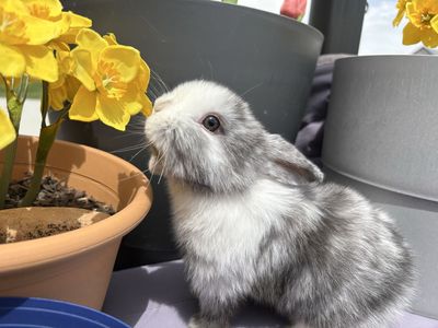 Holland Lop Rabbits