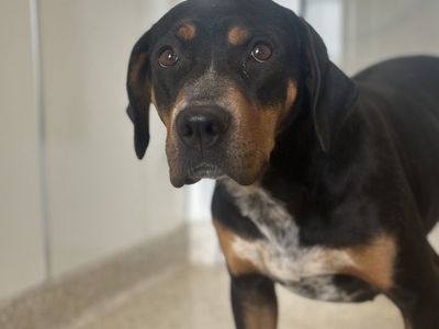 Hello my name is Dora