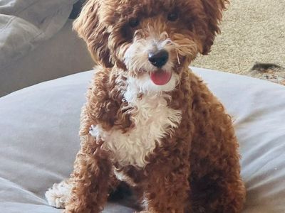 Red F1B Goldendoodle Stud Service – 14 lbs – Health Tested – Teddy Bear Puppies