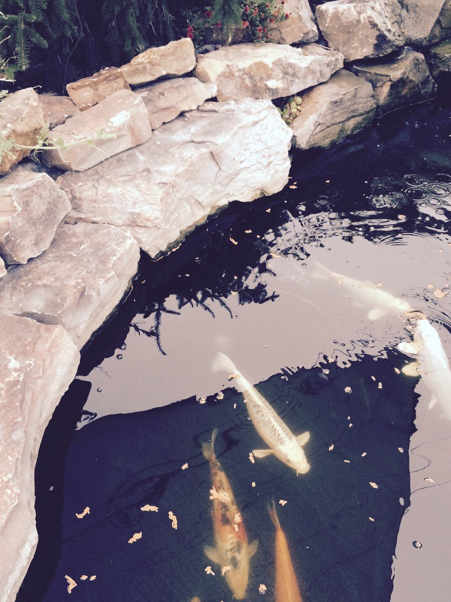 Koi Fish - Healthy & Vibrant Assorted Colors