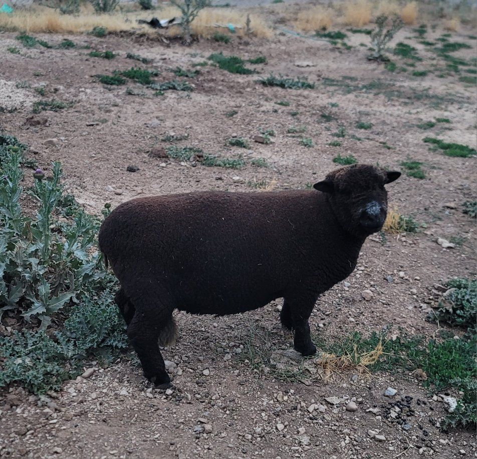 Olde English Babydoll Miniture Southdown Sheep - Mating trio