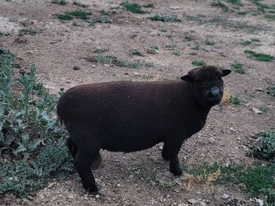 Olde English Babydoll Miniture Southdown Sheep - Mating trio
