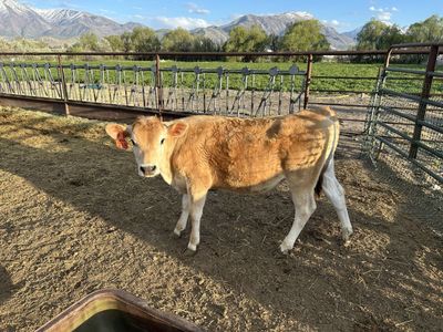 Charolais Calves