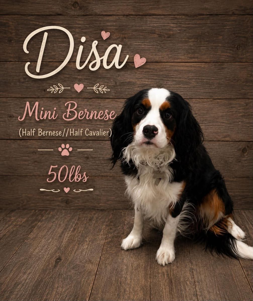 EXPECTING KING BERNEDOODLES