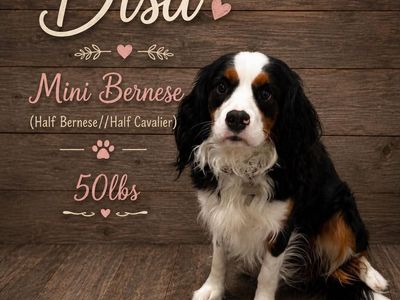 EXPECTING KING BERNEDOODLES