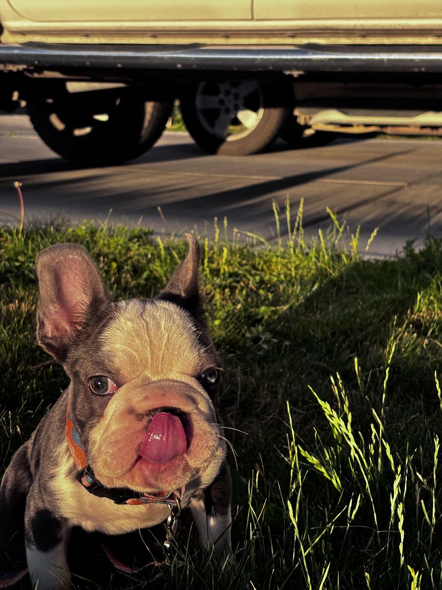 Adorable French Bulldog Puppy - Male, Blue Brindle & White with Blue Eyes
