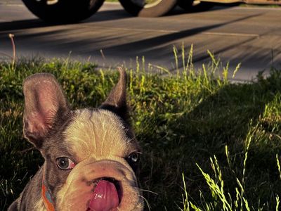 Adorable French Bulldog Puppy - Male, Blue Brindle & White with Blue Eyes
